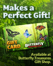 Butterfly Wonderland Gift Cards