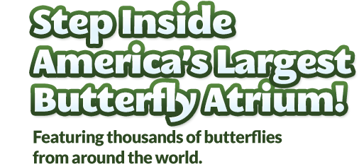 America's Largest Butterfly Atrium is in Scottsdale, Arizona!