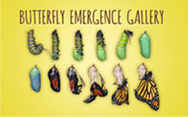 Butterfly Emergence Gallery